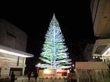 tree.jpg